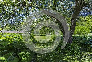 Green garden with a blooming apple tree