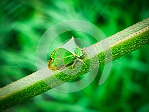 A green garden bug crawls on a green branch of a plant