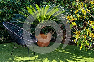 Green garden corner with fresh green plants, palm tree and grass. Home gardens and yards concept