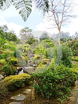 Green garden flower tropical season at dusun bambu west Java photo