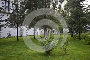 Reflections from the green garden in the frame