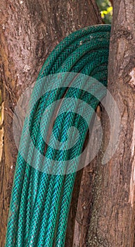 Green garden hose hanging from a tree not being used
