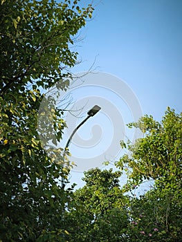 Green garden, lamp and blue sky