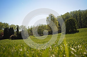 Green garden with lawn and trees