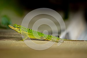 Green Garden Lizard 1