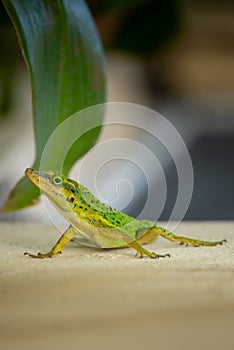 Green Garden Lizard 2