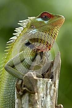 Green garden lizard