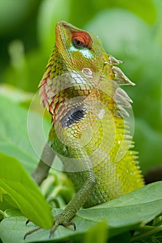 Green garden lizard