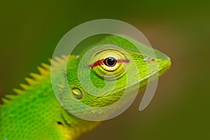 Green Garden Lizard, Calotes calotes, detail eye portrait of exotic tropic animal in the green nature habitat, Sinharaja Forest, S