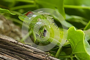 Green garden lizard II