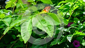 A green garden lizard resting on top of leaves, a Colorful lizard creature in the garden