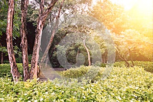 Green garden in the morning at Suan Luang Rama 9 Park