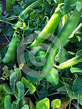 Green garden peas vegetable texture