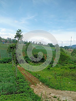 green garden plants and swales in the mountains