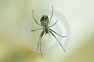Green garden spider