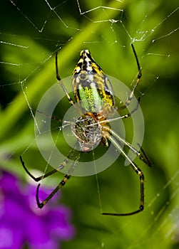 A green garden spider