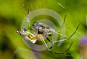 A green garden spider