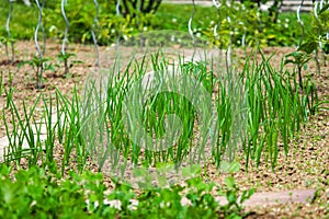 green garden spring fruits vegetables flowers spring fruits