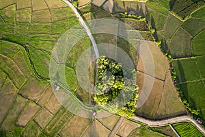 Green garden top view with the curve road