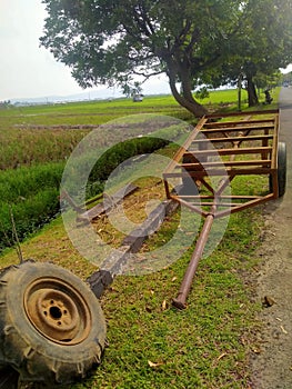 green garden way tree