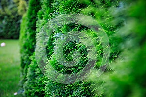 Green garden with young thujas at summer