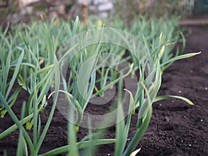 Green garlic grows in the garden