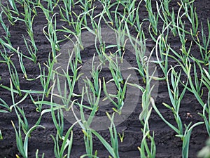 Green garlic grows in the garden