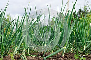 Green garlic leaves growing.