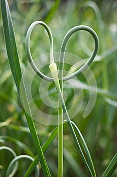 Green garlic scape in vegetable garden