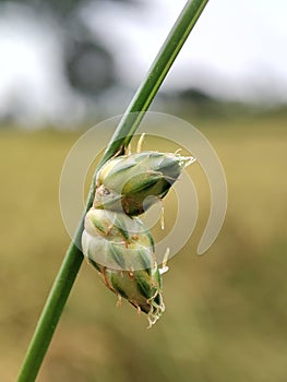 Green Gass Flower In Bangladesh