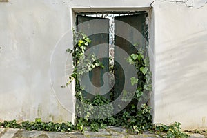 Green gate overrun by ivy