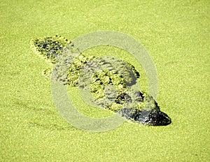 Green Gator lurking 2