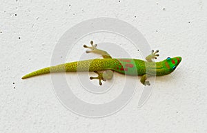 Green Gecko