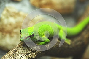 Green gecko