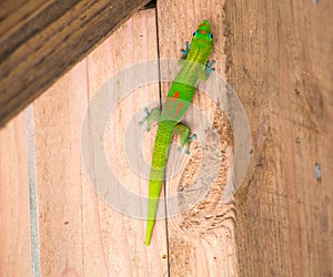 Green Gecko