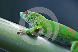 Green gecko