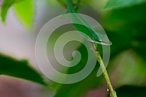 Green gecko on a branch