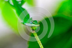 Green gecko on a branch