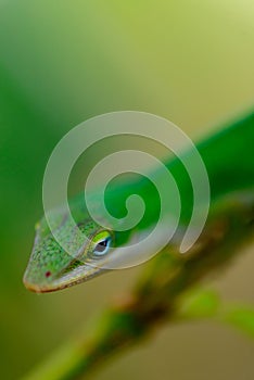 Green gecko on a branch
