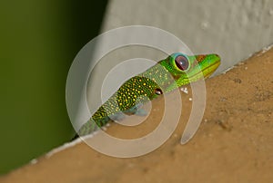 A green gecko hiding