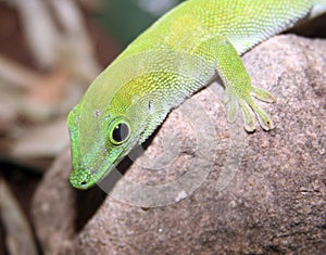 Green gecko lizard