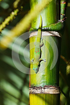 Green gecko lizard