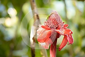 A Green Gecko Lizard on a Beautiful Red Torch Ginger Flower Blossom in Nature