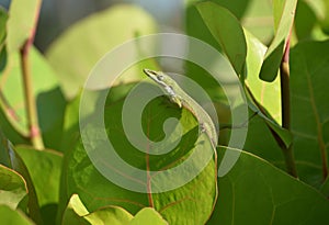 Green Gecko Lizard on the Edge of a Leaf