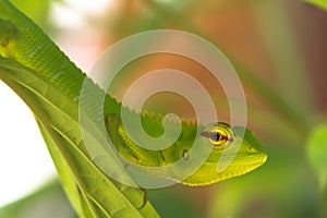 Green gecko lizard on leaf