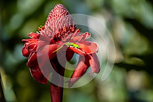 A Green Gecko Lizard on a Red Torch Ginger Flower Blossom Petal in Nature