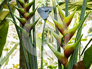 A green gecko lizard on a yellow and red heliconia stricta flower in a Hawaiian botanical garden