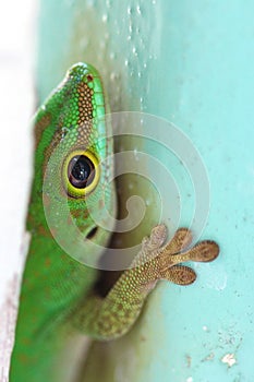 Green Gecko Macro