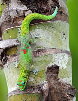 Green Gecko on a Palm trunk, Hawaii