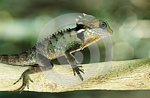 Green Gekko on branch in jungle